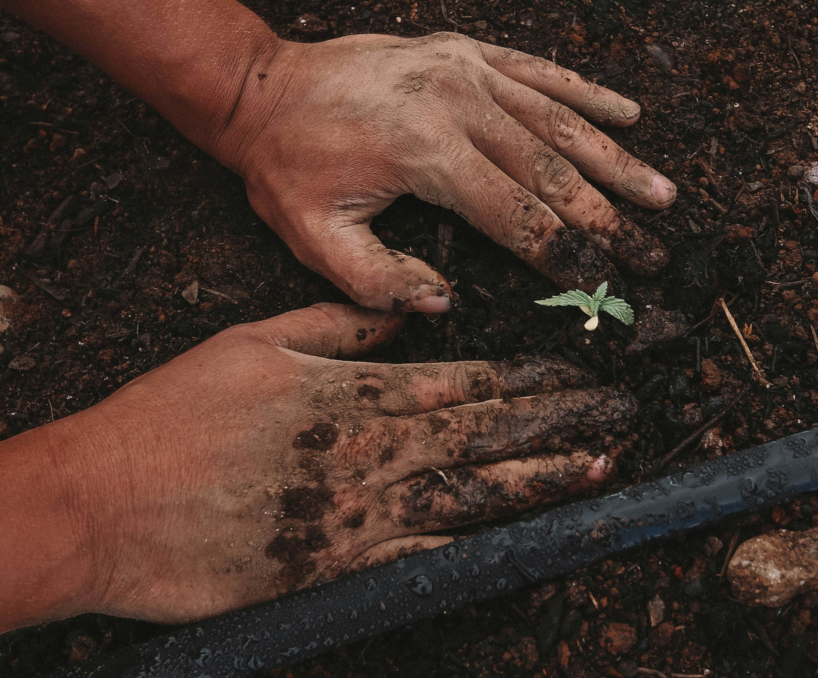 closeup of hands planting cannabis