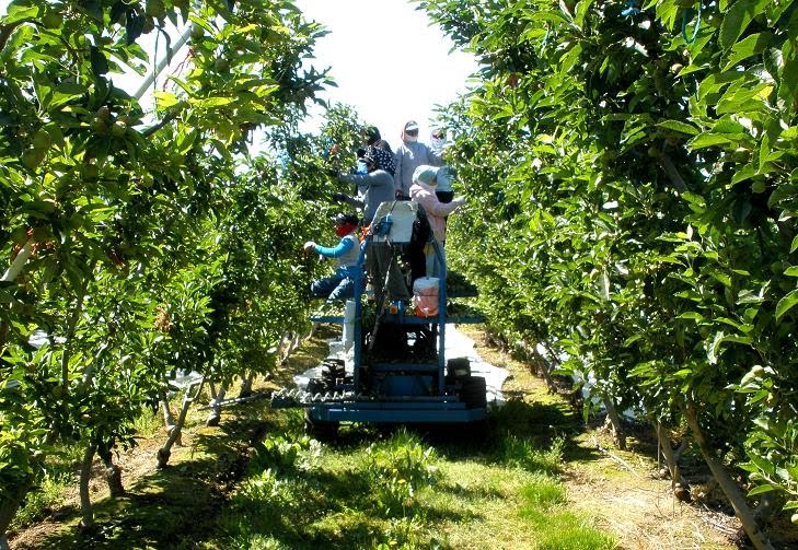 Picorcharard5_17June10_sm