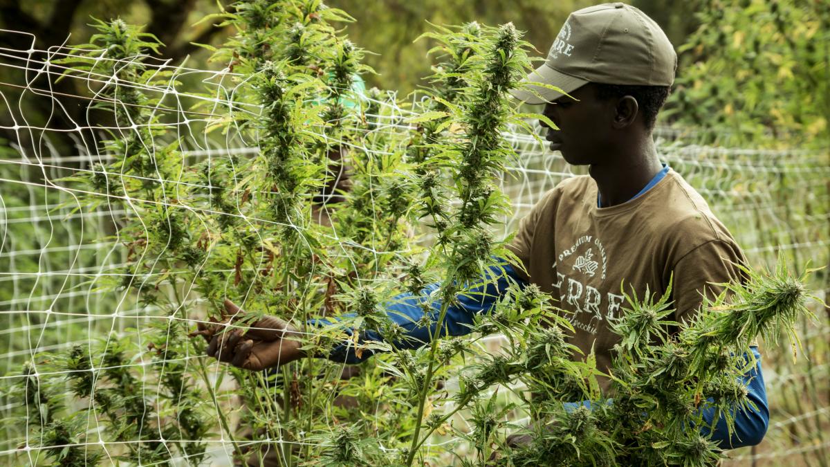 Cannabis Worker in the Field 
